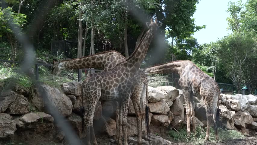 giraffe animal mammal at bonanza exotic zoo.