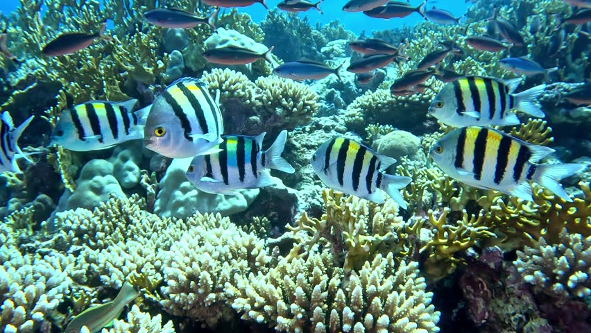 Hurghada, Egypt. July 10, 2024. Sergeant major fish on coral reef at Big Brother Island. Sergeant majors are a common damselfish when snorkeling. The reef is one of the best dive sites in the Red Sea