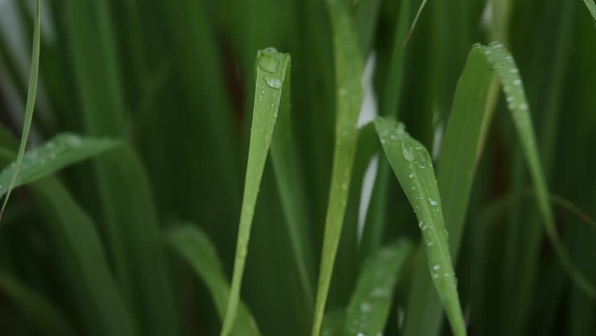 Fresh lemongrass green leaves with water droplets