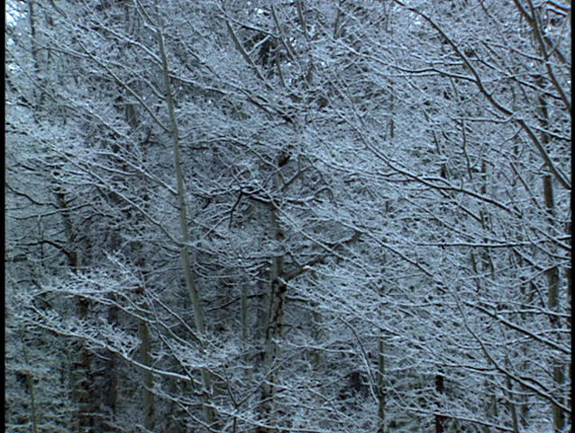 Heavy snow falling on forest trees