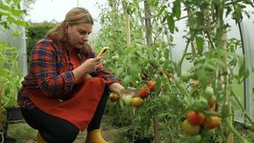 Female farmer hands holding smartphone to take photos of of fresh green organic tomato plants seedling in soil at organic farm. Caucasian female farmer in headband takes picture of large lush tomato - Powered by Shutterstock - Get 15% off with code: PIKWIZARD15