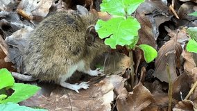 4K video of a field mouse on a forest floor - Powered by Shutterstock - Get 15% off with code: PIKWIZARD15