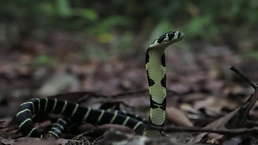 A juvenile King Cobra (Ophiophagus hannah)