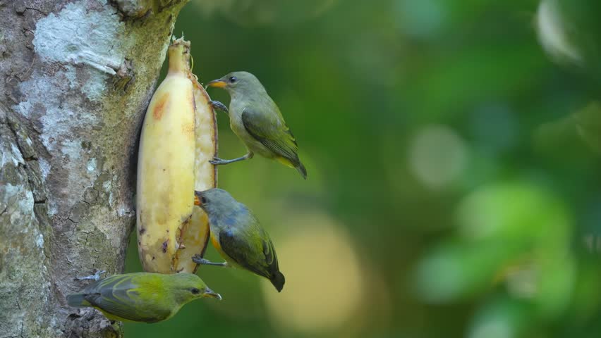cute orange bellied flowerpecker birds flock to eat ripe bananas