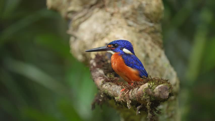 the cute Blue eared kingfisher bird is perched quietly then flies away