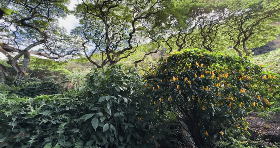 A lush green forest with a tree in Hawaii Ala Kahakai national park with yellow flowers. The trees are tall and leafy, and the flowers are bright and vibrant. The scene is peaceful and serene