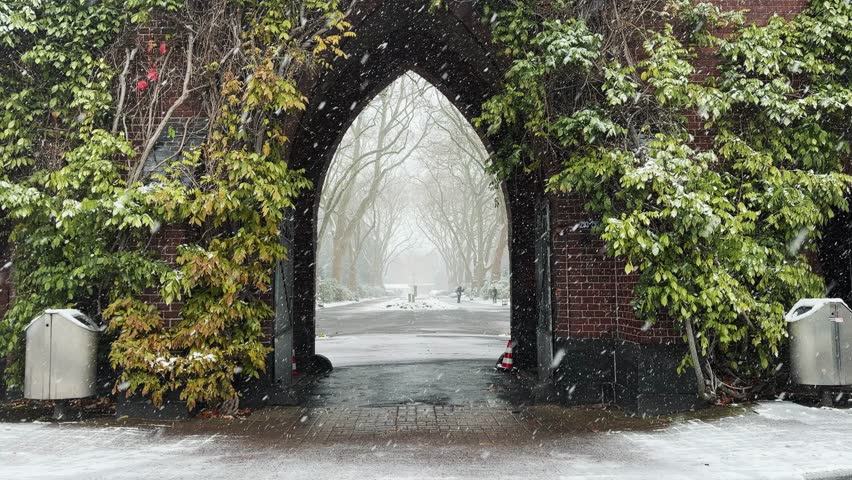 A snowy street with trees lining the road at cementary in Cologne, Germany. The trees are bare and the snow is covering the ground. There are two people walking down the street