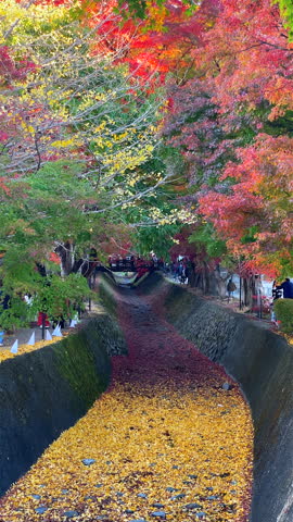 Autumn in Japan, famous Momiji tunnel in Fujikawaguchiko town during the fall season. 