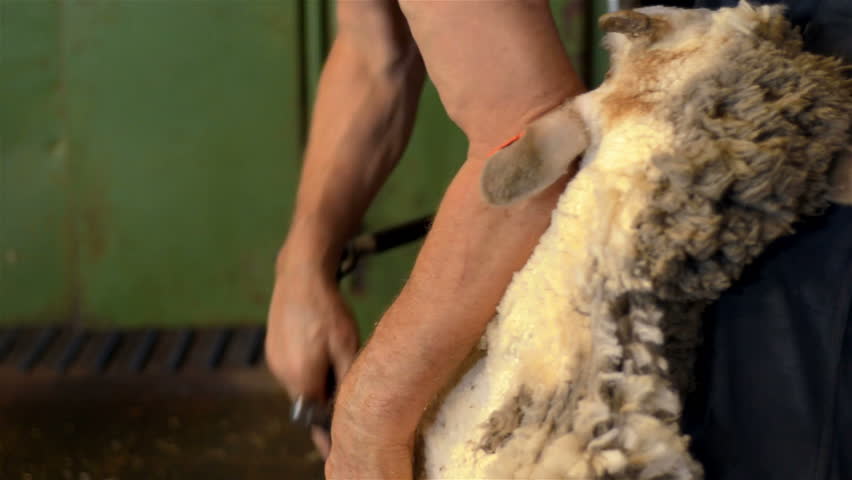 WOODANILLING, AUSTRALIA - NOVEMBER 2012: Shearer shearing a merino sheep in the