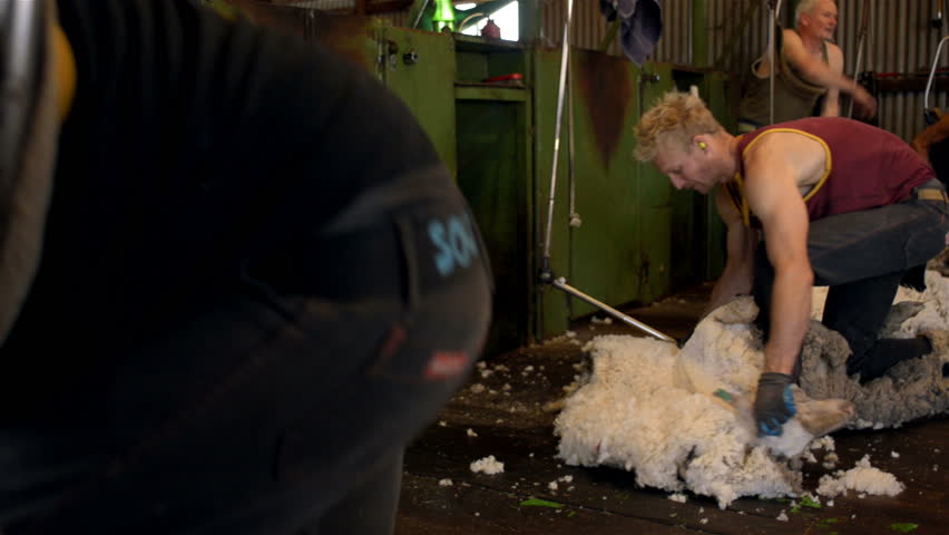 WOODANILLING, AUSTRALIA - NOVEMBER 2012: Tracking shot of shearers shearing