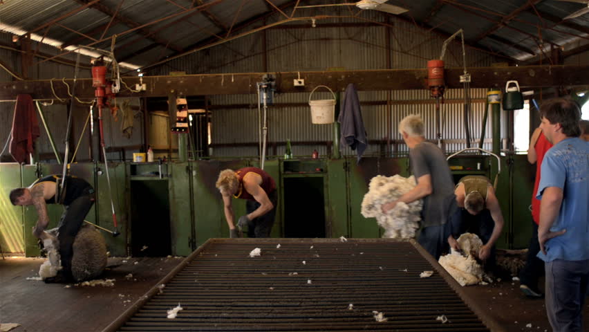 WOODANILLING, AUSTRALIA - NOVEMBER 2012: Rousabouts throwing a fleece and