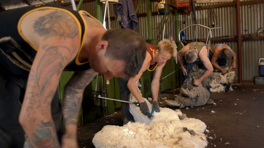 WOODANILLING, AUSTRALIA - NOVEMBER 2012: Shearers shearing merino sheep in the