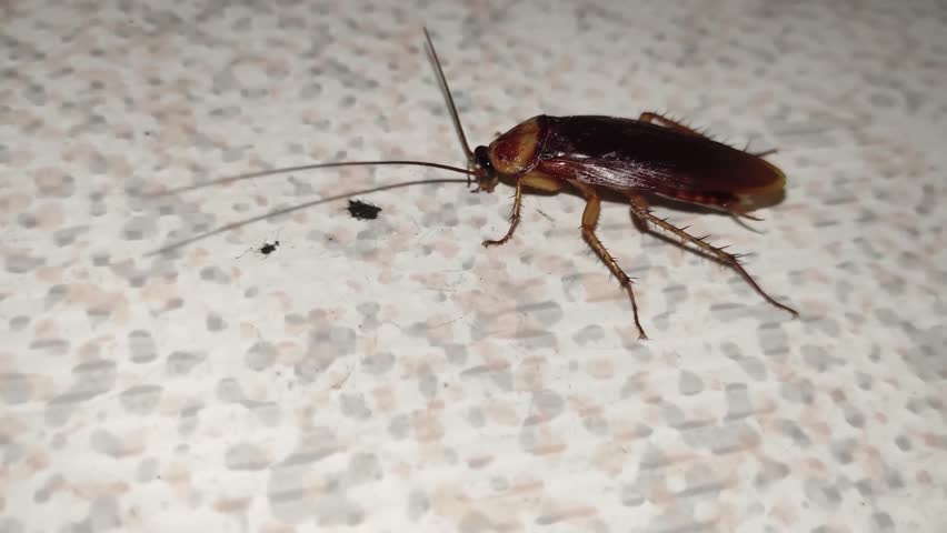 Close-up of a red cockroach (Periplaneta americana) walking slowly on the floor of a house, capturing its detailed movements on the smooth surface.