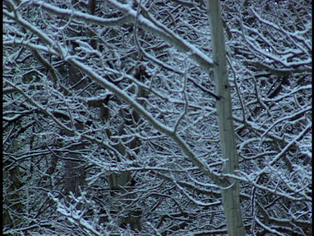 Heavy snow falling on forest trees