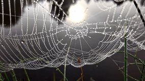 Wet cobweb of spiderweb near lake in early morning, close up moving backward - Powered by Shutterstock - Get 15% off with code: PIKWIZARD15