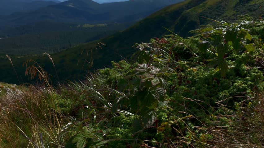  Mountainous landscape of ukraine in summertime