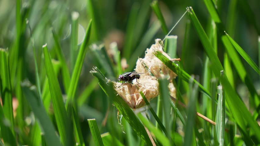 Fly on fuzz in lawn handheld 