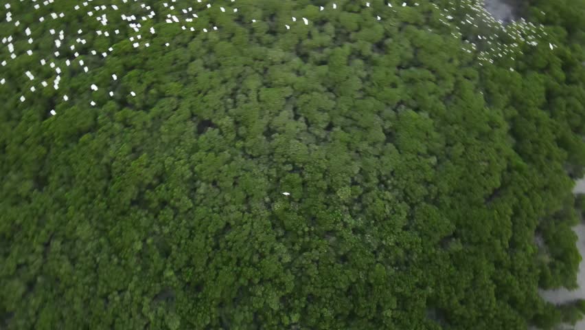 Birds Flying in Landscape. Majestic aerial view of birds flying over their nests, gliding over picturesque landscapes. Ideal for nature, travel visuals and wildlife. Raw footage.