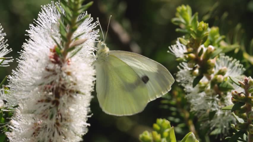 Moment of beautiful White  butterflies matting,  on the flower, Amazing view of nature, 4K 2160p 30fps UHD footage - Melanargia larissa Balkan marble white butterfly pair in love , Ultra HD video
