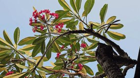 Plumeria Rubra or red frangipani flowers or Cambodian closeups on trees. Amazing plumeria flowers on the background of the blue sky. For spa and flower therapy, temple trees, standby cameras  - Powered by Shutterstock - Get 15% off with code: PIKWIZARD15