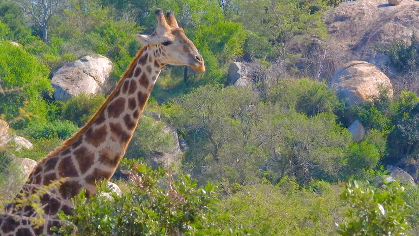 Giraffe stands and looking around in Kruger National Park, South Africa, with lush greenery, large stones and other giraffe passing in background.