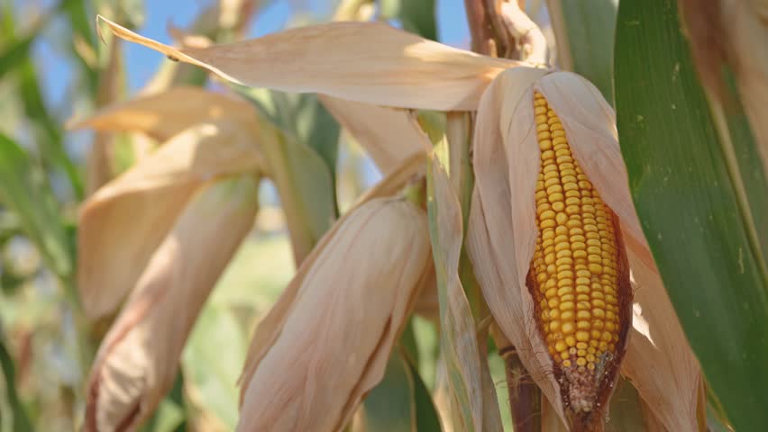 Ripe ear of corn in cultivated field, agriculture and farming, selective focus