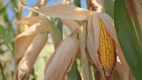 Ripe ear of corn in cultivated field, agriculture and farming, selective focus - Powered by Shutterstock - Get 15% off with code: PIKWIZARD15