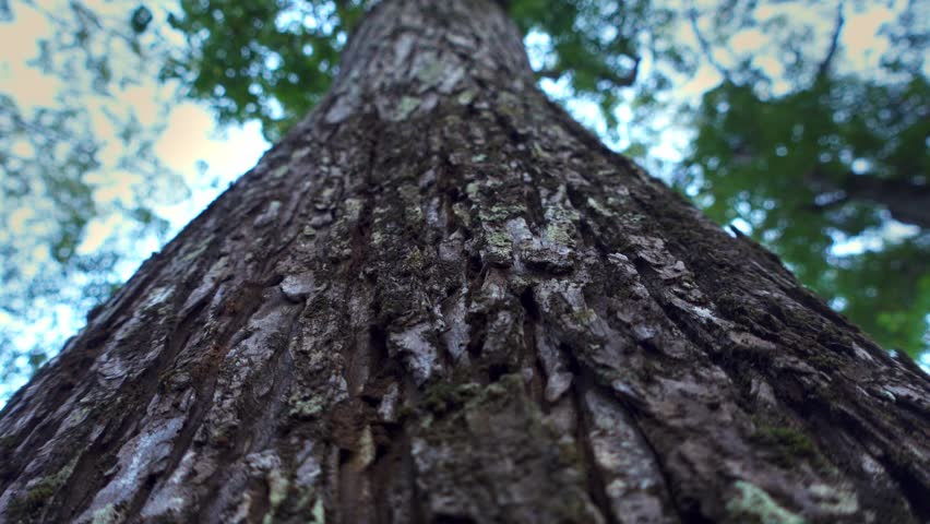 Close up texture of mahogany tree trunk in the forest on a bright morning. Bottom-up view in slow motion.
