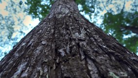 Close up texture of mahogany tree trunk in the forest on a bright morning. Bottom-up view in slow motion. - Powered by Shutterstock - Get 15% off with code: PIKWIZARD15