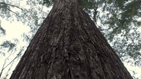 Looking up view of tropical tree. The camera moves down to shoot a large tree trunk in a tropical forest. Big mahogany tree in the forest with low angel view - Powered by Shutterstock - Get 15% off with code: PIKWIZARD15