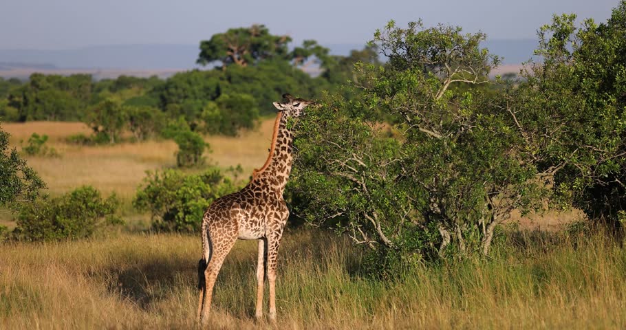 A giraffe eats leaves from a tree in the savannah