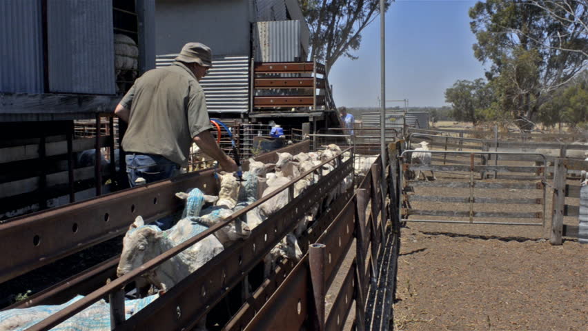 WOODANILLING, AUSTRALIA - NOVEMBER 2012: An Australian farmer applying lousicide