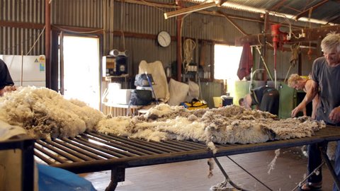 WOODANILLING, AUSTRALIA - NOVEMBER 2012: Rousabouts throwing a fleece and skirting freshly shorn wool to remove the bad wool, during shearing on a farm at Woodanilling, Australia on November 21, 2012.