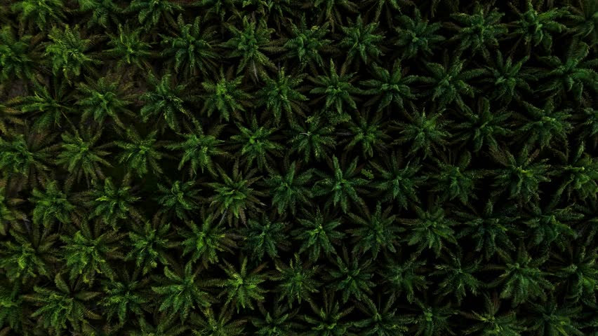 green palm trees, sunset. Thailand - Aerial drone view. thickets of palm trees aerial top view, flying over tropical plantation. Fresh green pattern of symmetrically farmland. Agriculture and farming,