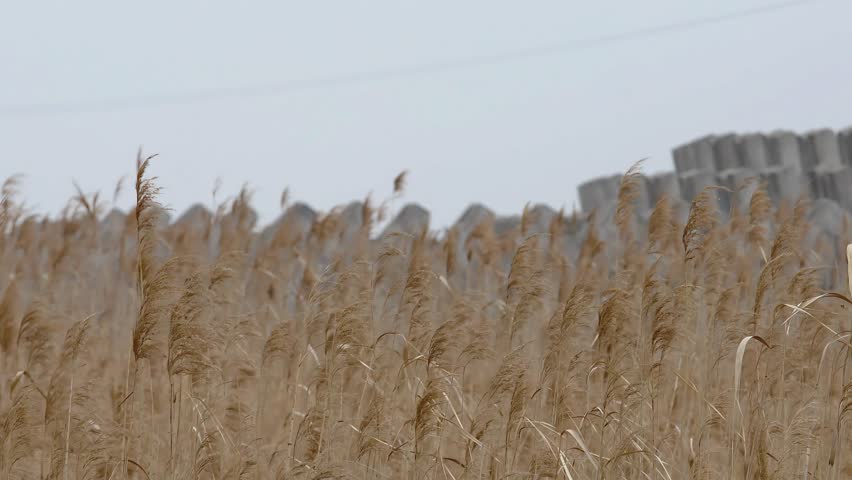 Hengsha Island, Shanghai - Wetland Reed Marsh