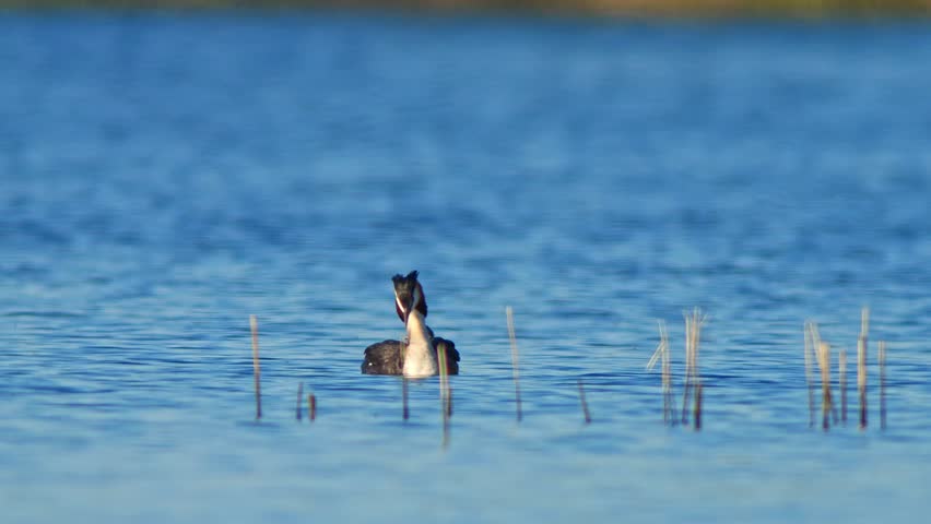 Great Crested Grebe (Podiceps cristatus) family with young chicks swims on a reflective lake on a sunny summer morning in Magdeburg - Saxony Anhalt - Germany - Europe