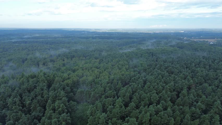 Overhead view of expansive misty forest