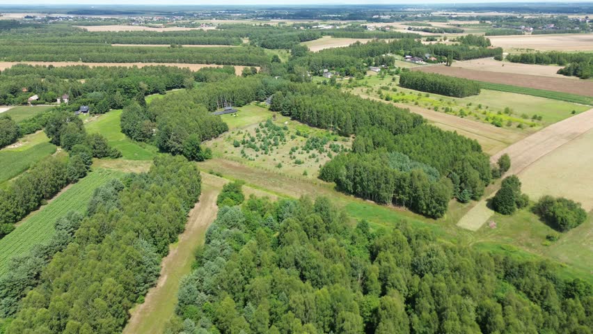Rural Field Covered with Young Trees