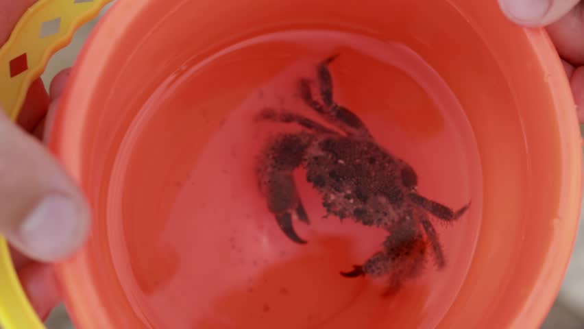Young child holding an orange bucket filled with  small crab enjoys moment of wonder in shallow water, embodying joy and curiosity of beachside adventure