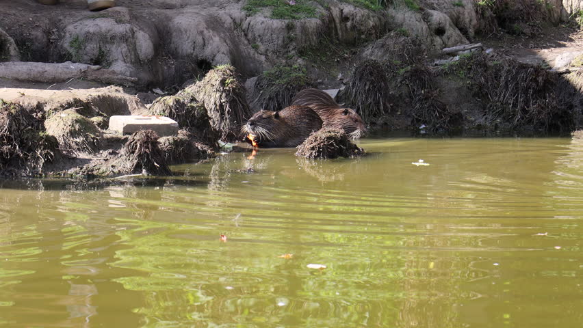 white nutria at the zoo