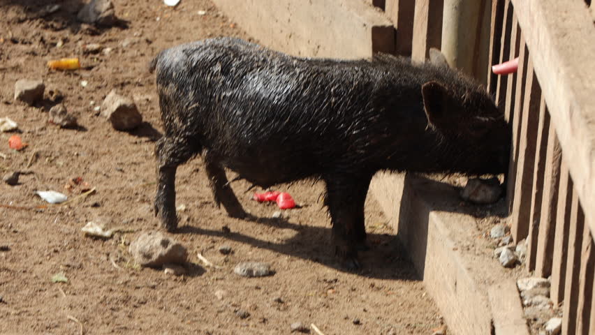 barnyard with pigs and goats