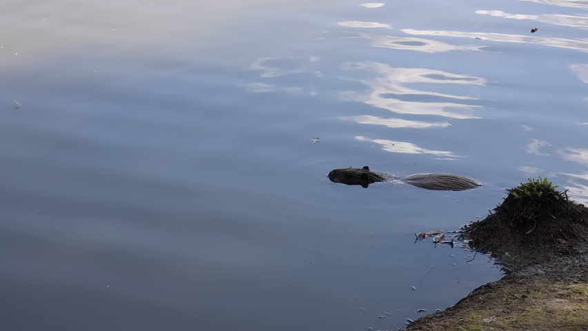 white nutria at the zoo