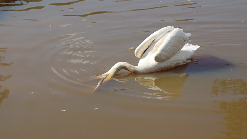 white pelicans in the pond