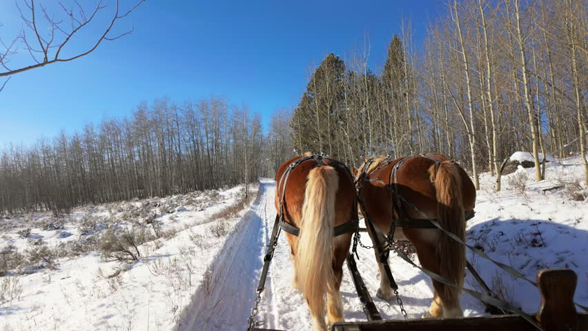 Sleigh Ride Through Aspens on Crisp Montana Afternoon