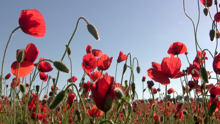 Clear, sunny weather. Background - the endless poppy fields. A few red flowers