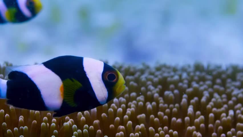 Nice Sebae Clownfish, Amphiprion sebae, is a very good looking fish.
