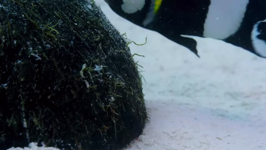 Sebae Clownfish, Amphiprion sebae, is a very good looking fish, Nice Fish and Nuture