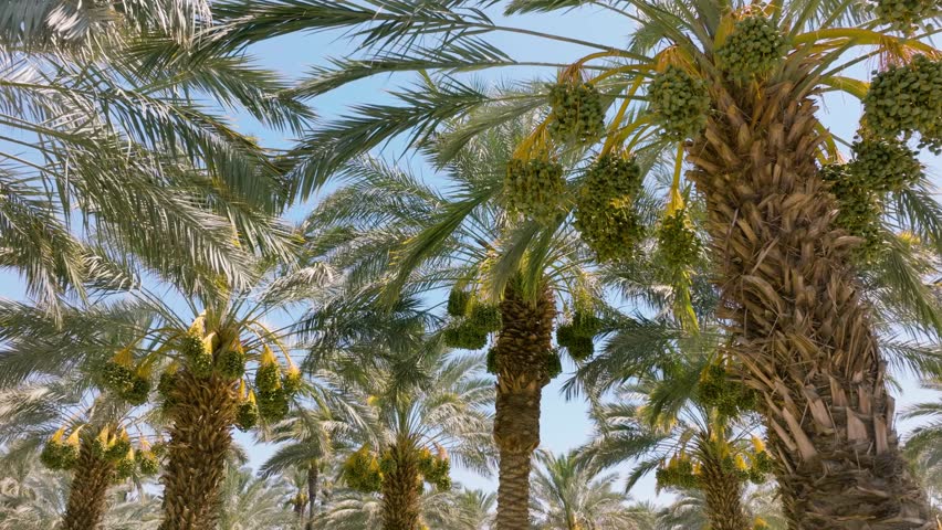 Aerial of rows of date palm trees at a date farm in Southern California.