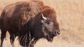 Herd of Bison (American Buffalo) in Wind Cave National Park in South Dakota. - Powered by Shutterstock - Get 15% off with code: PIKWIZARD15