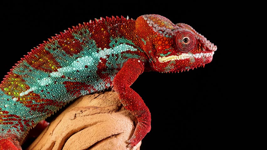 Close-up shot of a beautiful red and green chameleon in front of a black background.